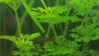 фото аквариумного растения Лимнофила