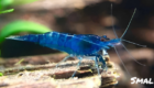 Крупный план красной вишневой креветки, бесстрашно позирующей в аквариуме с зелеными растениями на фоне