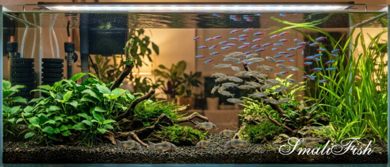 Vibrant healthy zebrafish danio rerio with vivid bright blue and gold stripes, active swimming in clear water, planted aquarium dark substrate, perfect coloration, photorealistic nature photography