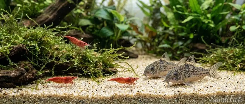 Коридорасы и креветки на дне аквариума