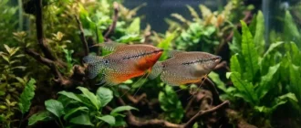 Самец и самка гурами: пара жемчужных гурами в аквариуме